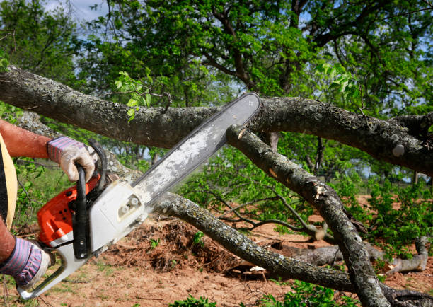 How Our Tree Care Process Works  in  Longview Heights, WA